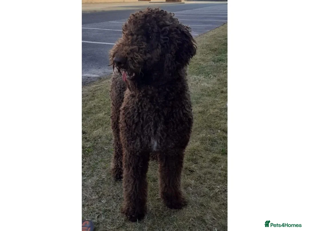 Labradoodle dogs for stud: PROVEN Healthy Labradoodle STUD - HYPOALLERGENIC   - Advert 3