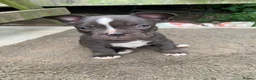 Mixed Breed dogs for sale: Frenchie’s x Staffies in Umberleigh - Advert 5