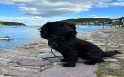 Sprocker dogs for stud: Gorgeous sprocker for stud (free)  - Image 2