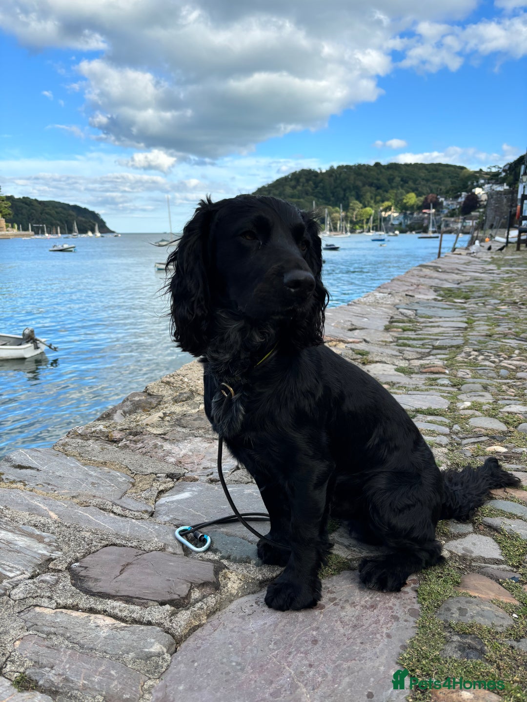 Sprocker dogs for stud: Gorgeous sprocker for stud (free)  - Image 2