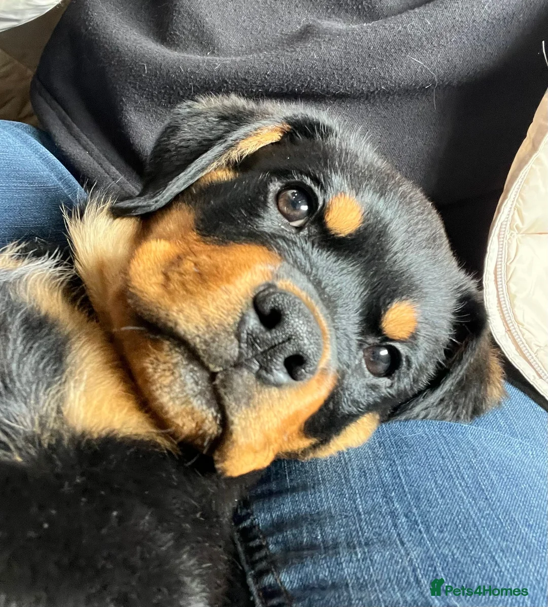 Rottweiler dogs for stud: KC REGISTERED ROTTWEILER in Worcester - Advert 8