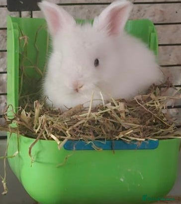 Angora rabbits for sale: Angora buns - Advert 5