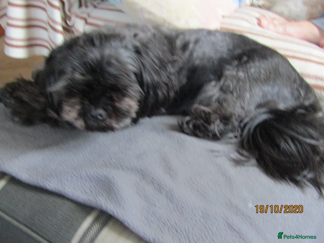 Shih Tzu dogs for stud: Bailey for stud in Spalding - Advert 34