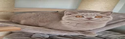 British Shorthair cats for sale: British Shorthair  in Newport - Advert 4