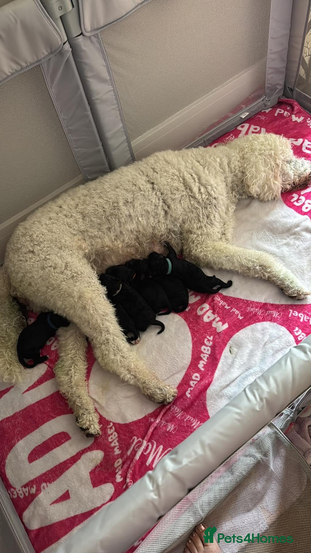 Mixed Breed dogs Poodle cross puppies. - Advert 18
