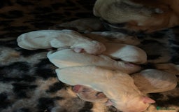 Mixed Breed dogs for sale: French bulldog x American bulldog  - Image 1