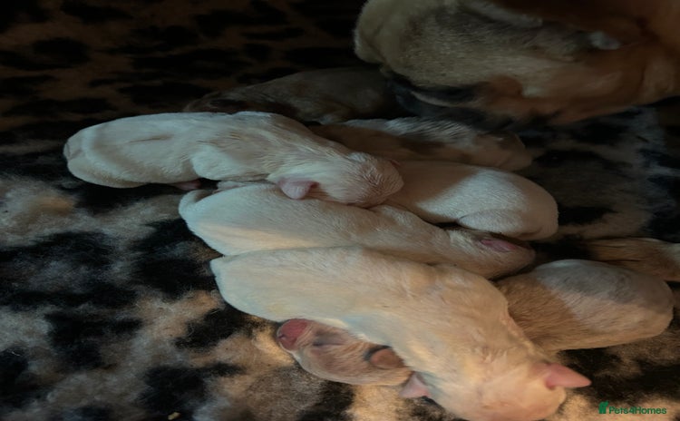 Mixed Breed dogs - Advert 15