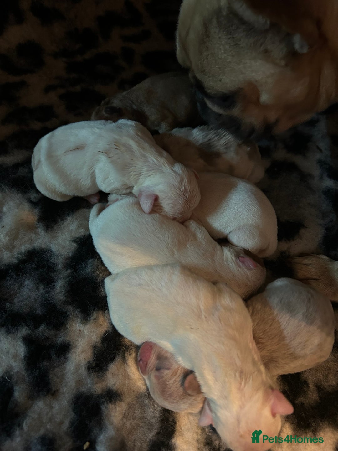 Mixed Breed dogs for sale: French bulldog x American bulldog  - Image 1