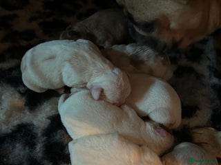 Mixed Breed dogs for sale - Advert 1