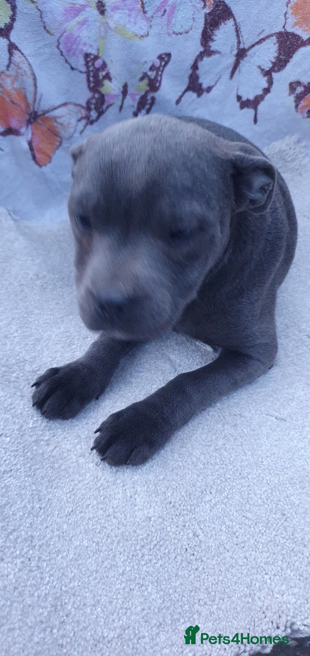Staffordshire Bull Terrier dogs for sale: KC registeres Staffordshire bull terrier puppies - Image 3