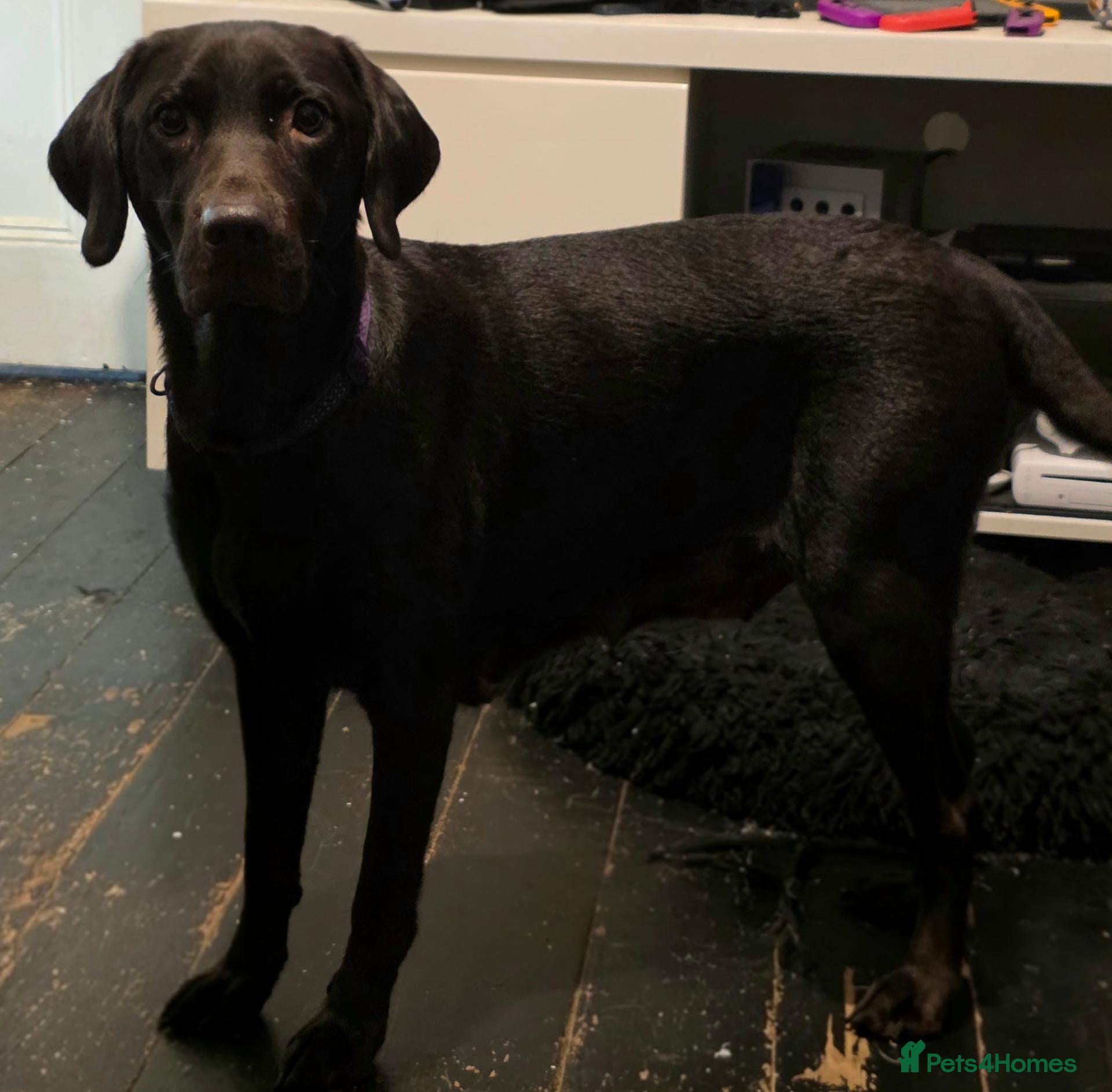 Labrador Retriever dogs for sale: 8 labrabdor puppies - Advert 6