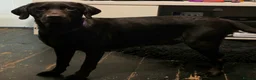 Labrador Retriever dogs for sale: 8 labrabdor puppies - Advert 1