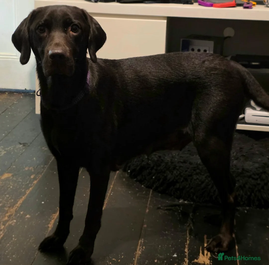 Labrador Retriever dogs for sale: 8 labrabdor puppies - Advert 1