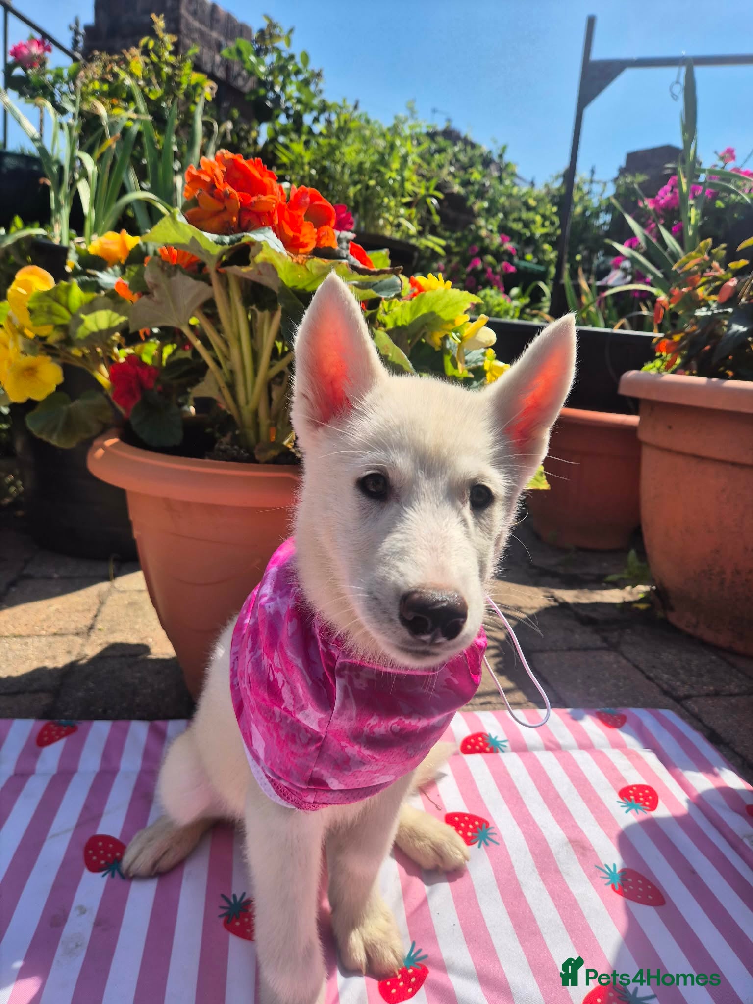 Siberian Husky dogs 2 White female Husky's looking 4 their 4ever homes - Advert 15