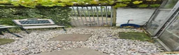 Cocker Spaniel dogs for sale: Sandys last pups,working strain in Skipton - Advert 6