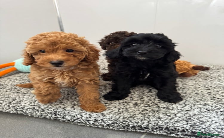 Cockapoo dogs - Advert 13