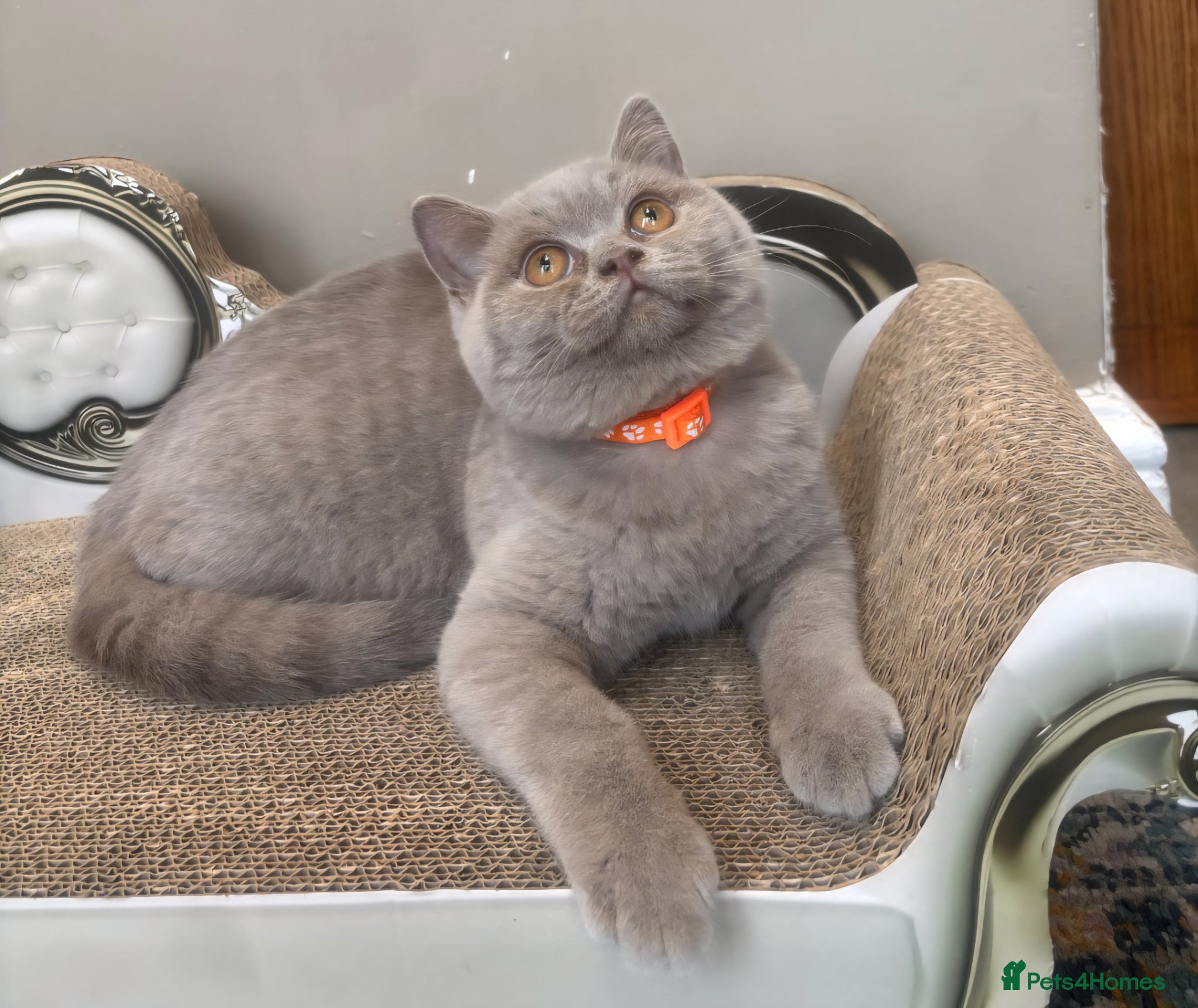 British Shorthair cats for sale: ONLY 2 LEFT Gorgeous BSH Kittens Leo&Zues - Advert 2