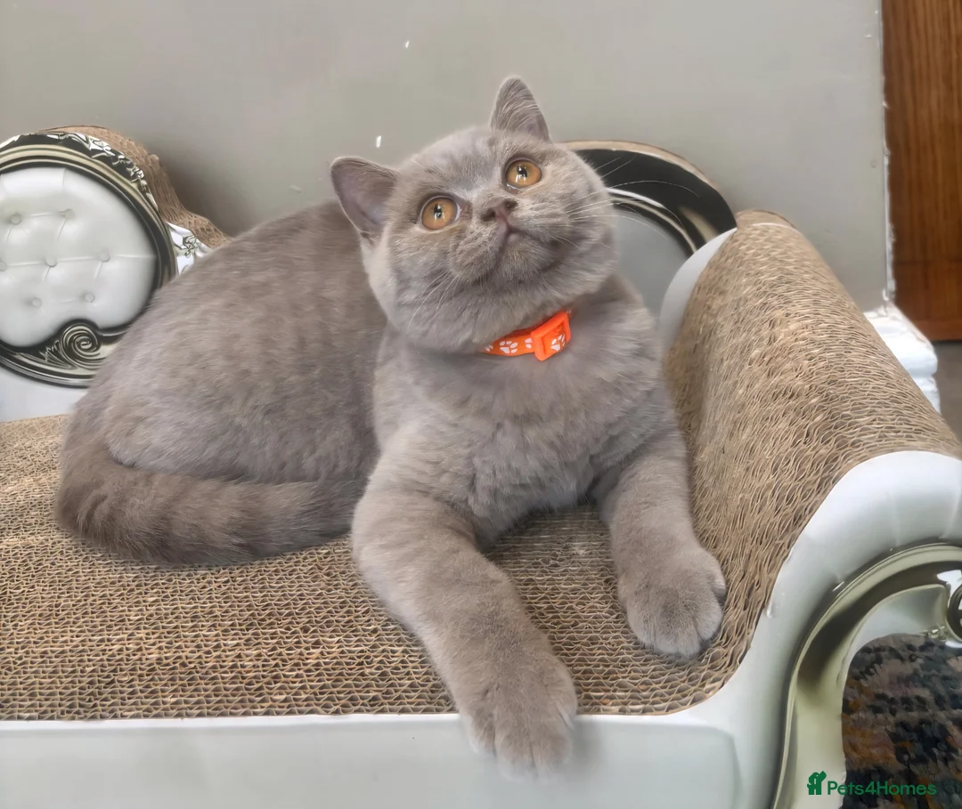 British Shorthair cats for sale: ONLY 2 LEFT Gorgeous BSH Kittens Leo&Zues - Advert 1