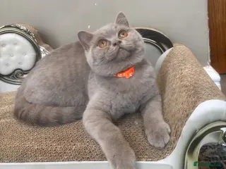 British Shorthair cats for sale: ONLY 2 LEFT Gorgeous BSH Kittens Leo&Zues - Advert 2