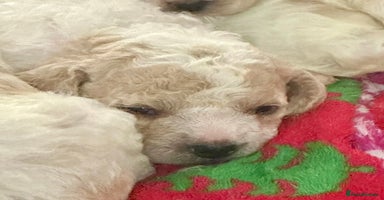 Cavapoochon dogs - Advert 6