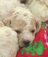 Cavapoochon dogs - Advert 1