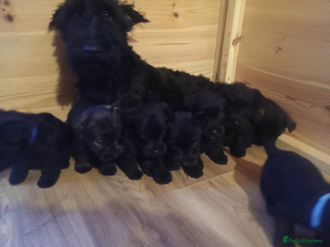 Mixed Breed dogs for sale: Scottish terrier x miniature schnauzer  - Advert 12