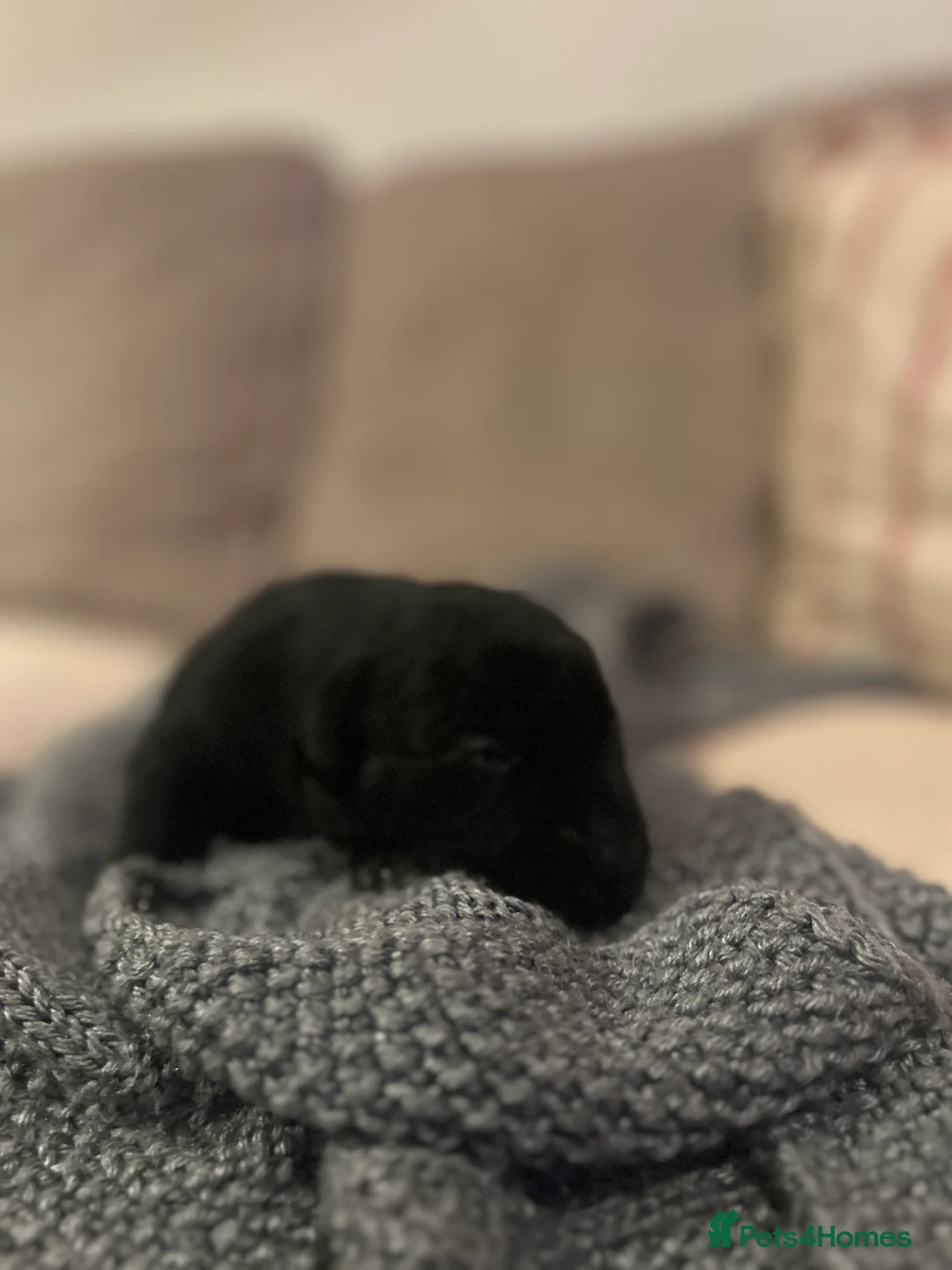 Labrador Retriever dogs for sale: Labrador Puppies - Advert 24