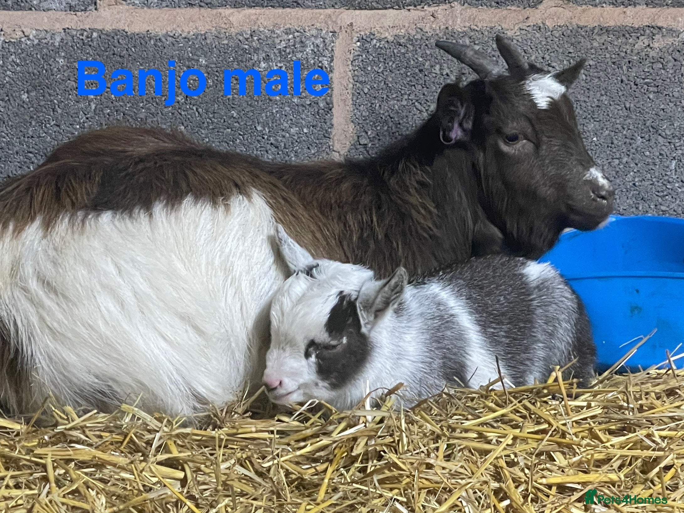 Goats livestock Pedigree Registered Pygmy Goat Kids - Advert 3