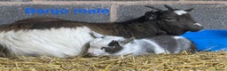 Goats livestock for sale: Pedigree Registered Pygmy Goat Kids - Advert 1
