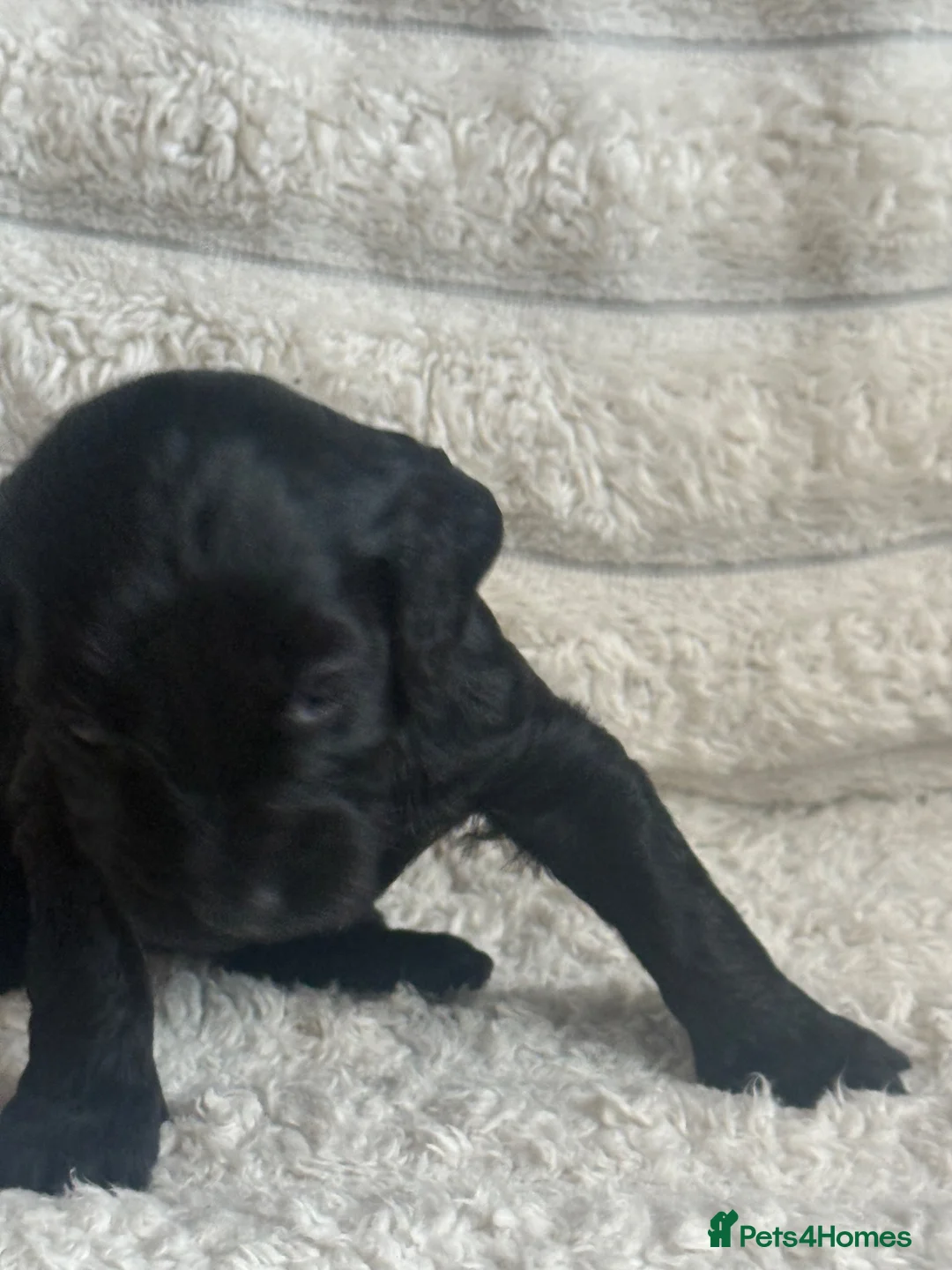 Cockapoo dogs for sale: Miniature Cockapoo puppies - Advert 2