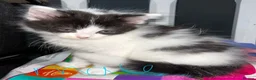Mixed Breed cats for sale: 5 kittens ready for there forever homes - Advert 9