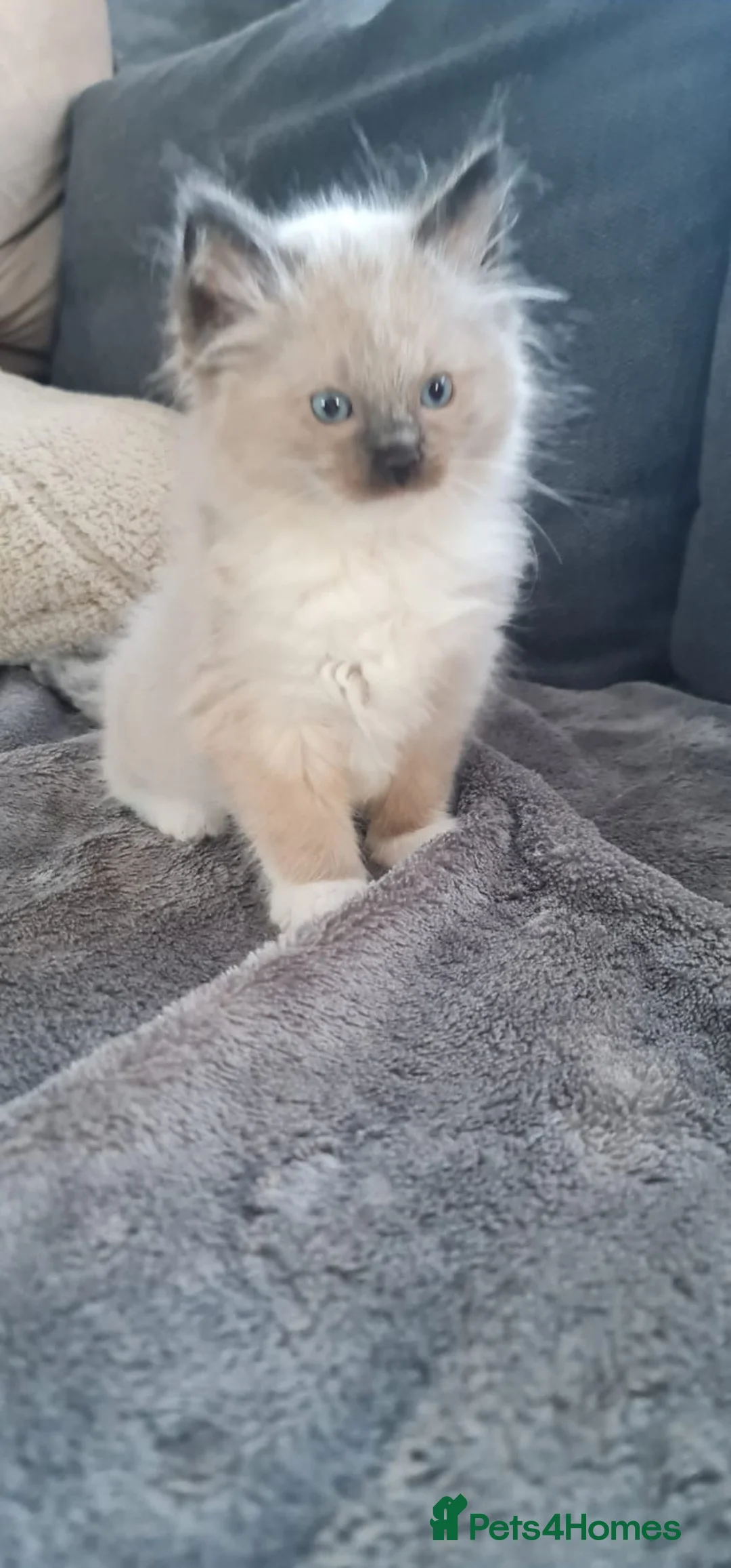 Ragdoll cats for sale: 1 Girl 💜 1 Boy 💙 - Advert 7