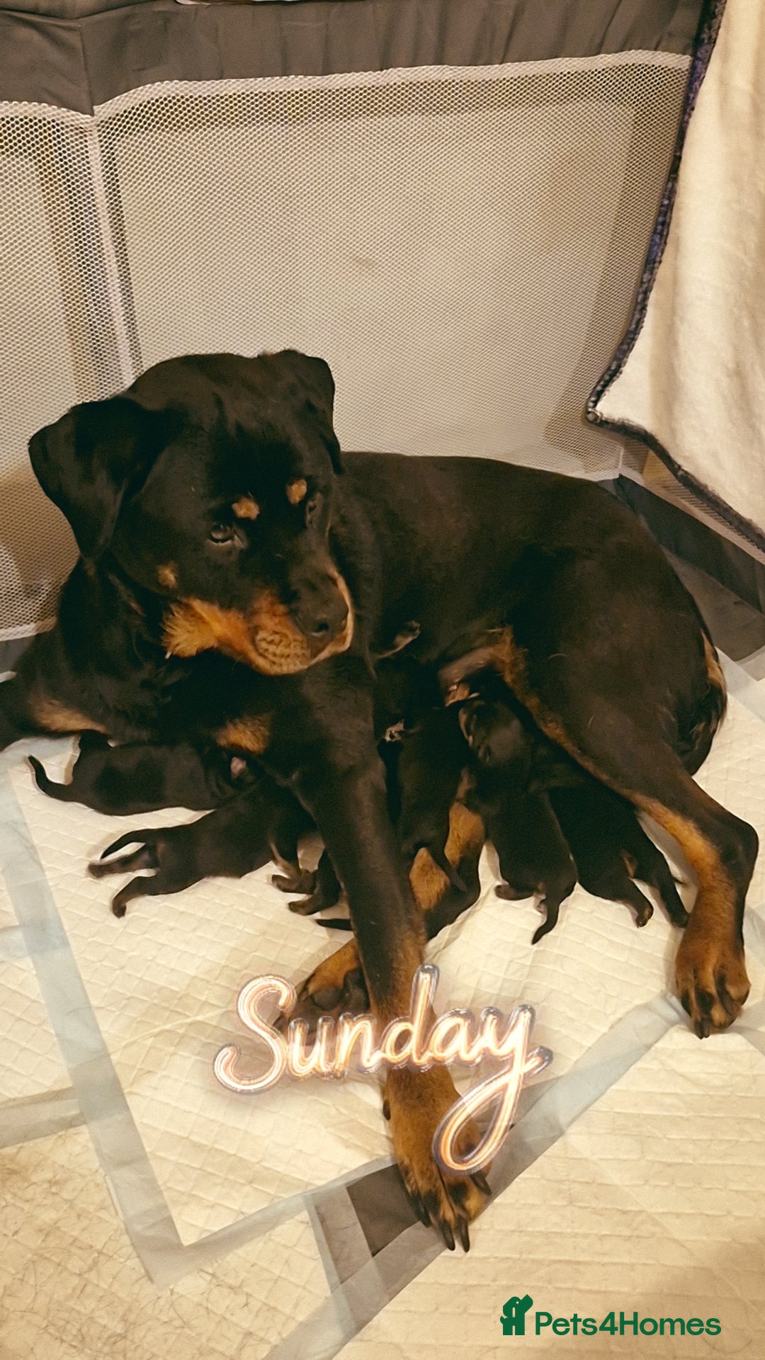 Rottweiler dogs for sale: Beautiful rottweiler pups - Advert 9
