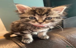 Ragdoll cats for sale: Ragdoll Cross Kittens – £300 each - Image 18