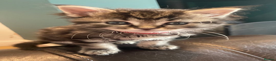 Ragdoll Kitten- Red Collar