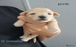 Poochon dogs for sale: Poochons - Image 2