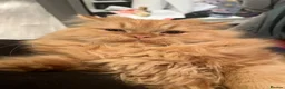 Persian cats for sale: 1 full persian and 2 mixed with British longhair  in Morden - Advert 4