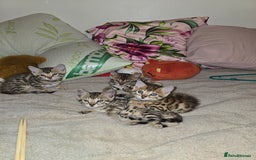 Bengal cats for sale: Bengal Kittens  - Image 7