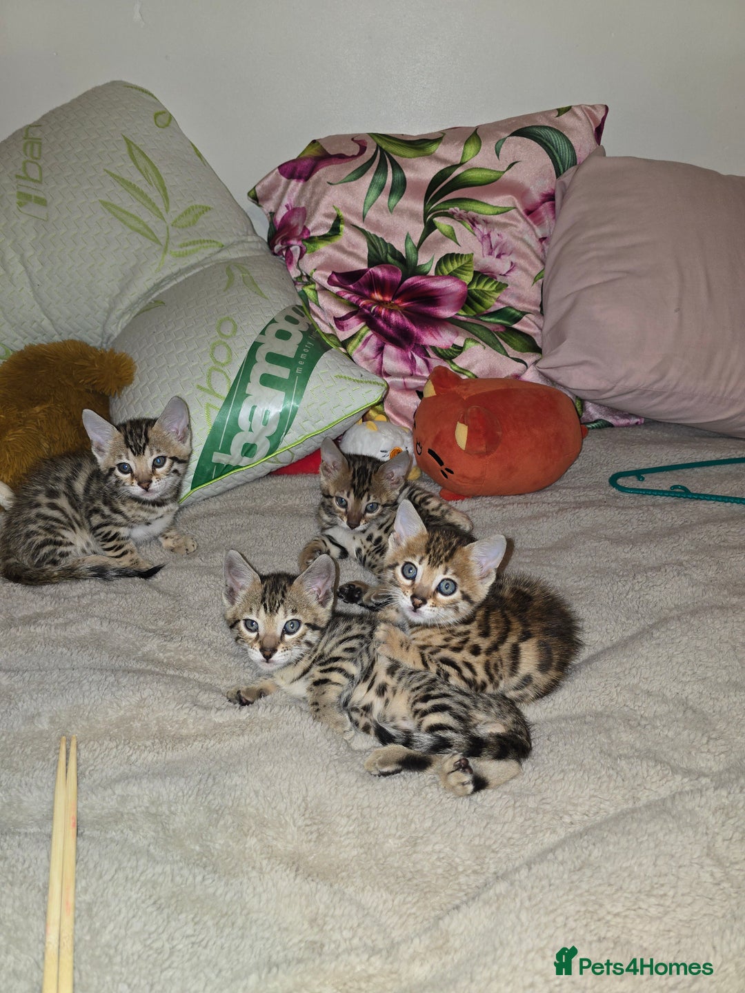 Bengal cats for sale: Bengal Kittens  - Image 7