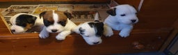 Parson Russell dogs for sale: Litter Of KC Reg.Parson Terrier Pups.  - Advert 2
