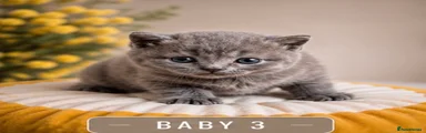British Shorthair 3