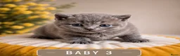 British Shorthair cats for sale: 6 gorgeous bsh girls for sale 💗 - Advert 9