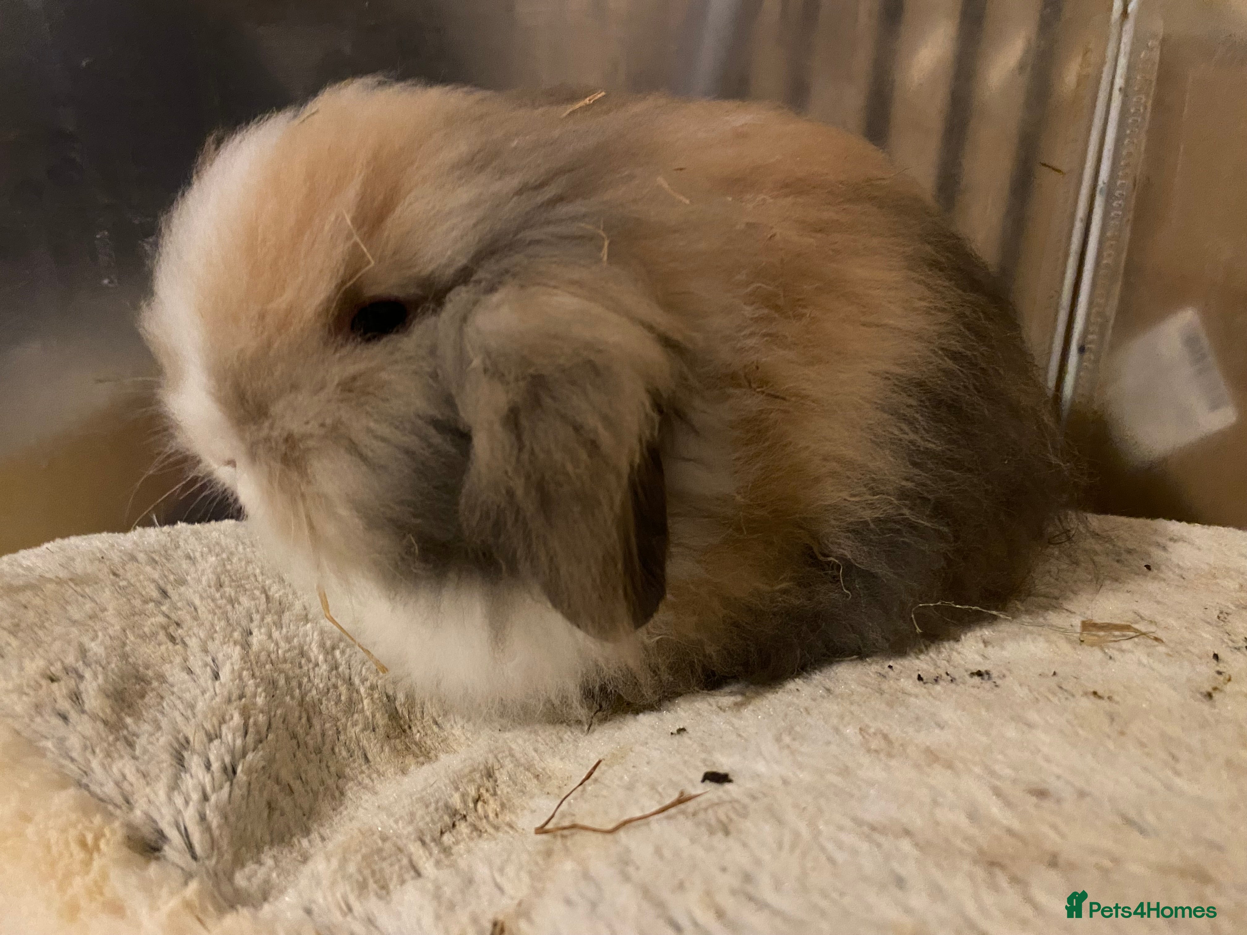 Lionhead rabbits ⭐️Beautiful lionhead bunnies⭐️ - Advert 2