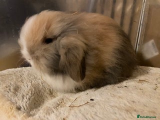 Lionhead rabbits ⭐️Beautiful lionhead bunnies⭐️ - Advert 1