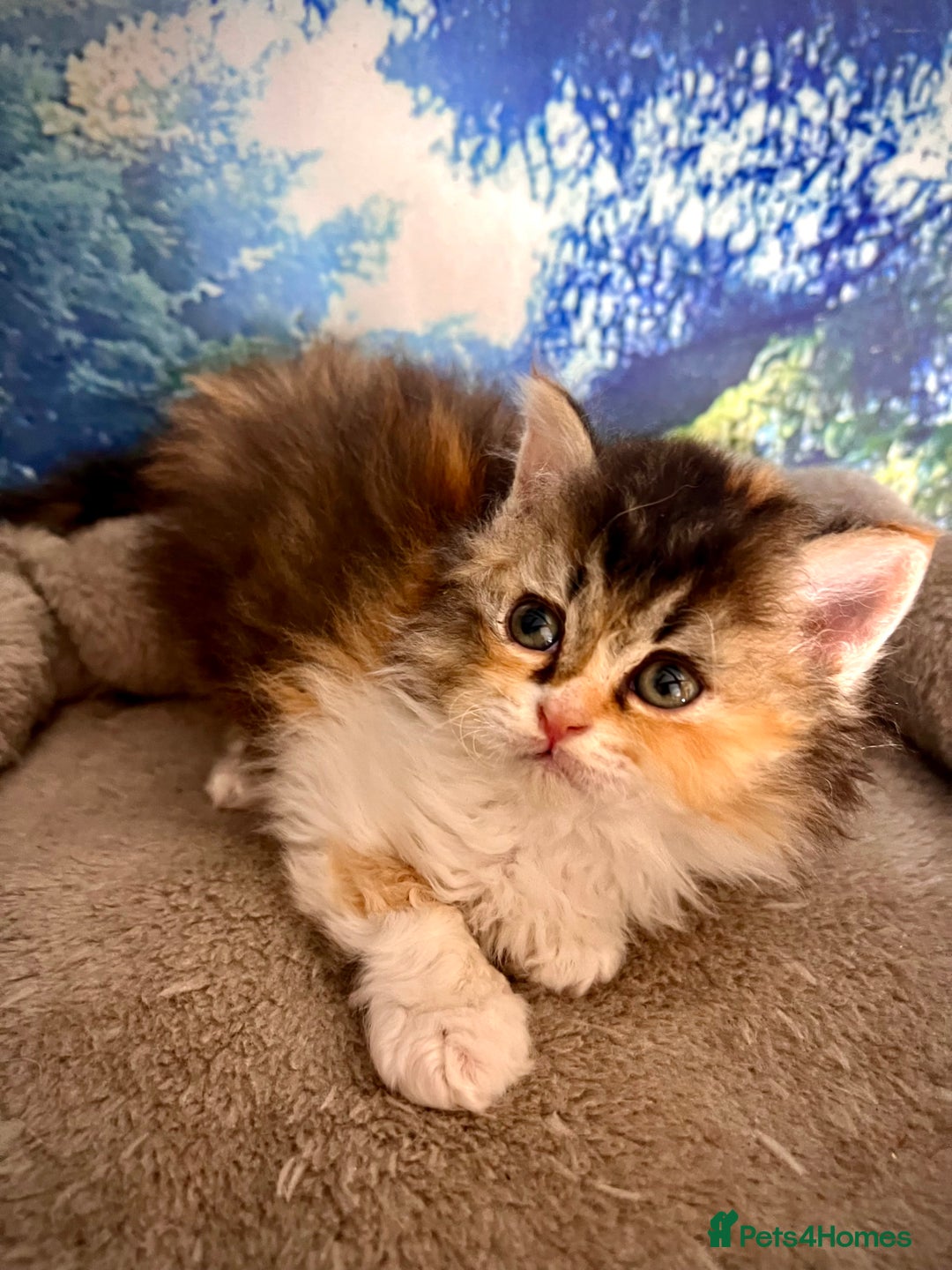 Selkirk Rex cats for sale: Gorgeous Selkirk Rex kittens - Image 26
