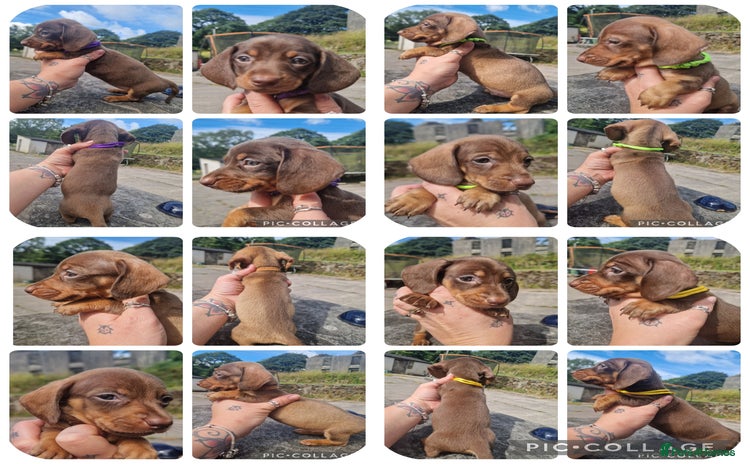 Miniature Dachshund dogs - Advert 1