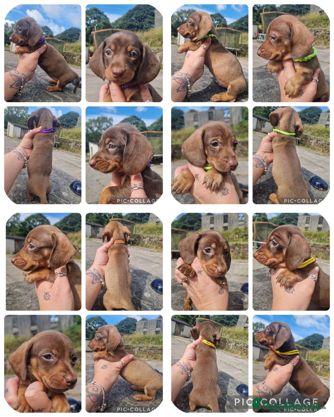 Miniature Dachshund dogs for sale: *READY* PRA CLEAR MINIATURE DACHSHUND PUPPIES  - Image 1