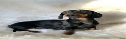 Mixed Breed dogs for sale: Dameranian - Advert 2