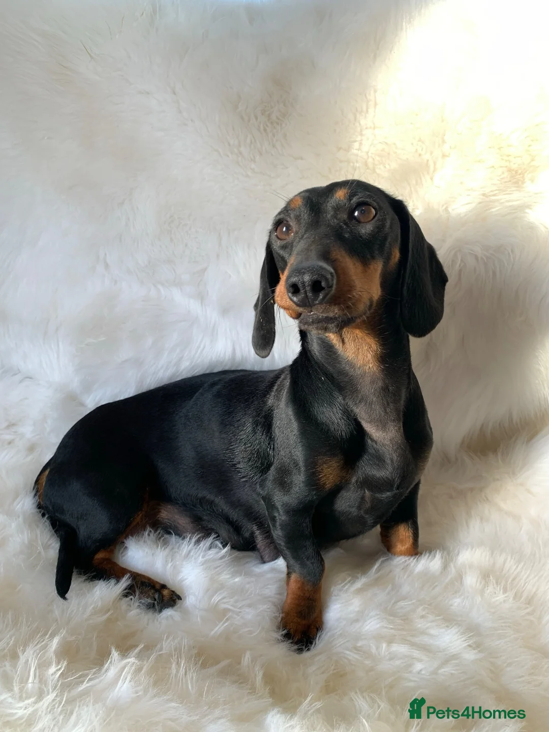 Mixed Breed dogs for sale: Dameranian - Advert 2