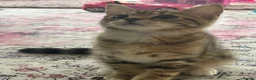 Mixed Breed cats for sale: Ariel & Coral 🧡💛 2 girls ready to leave  - Advert 9